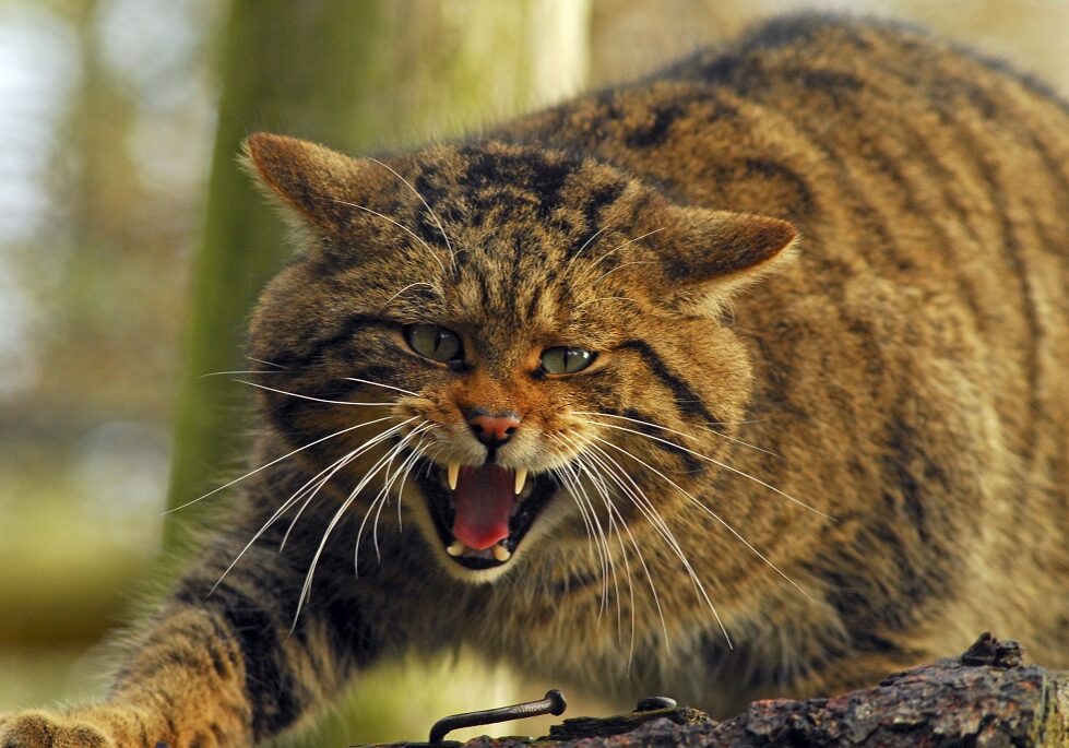 The Scottish wildcat only has one litter of up to three kittens each year