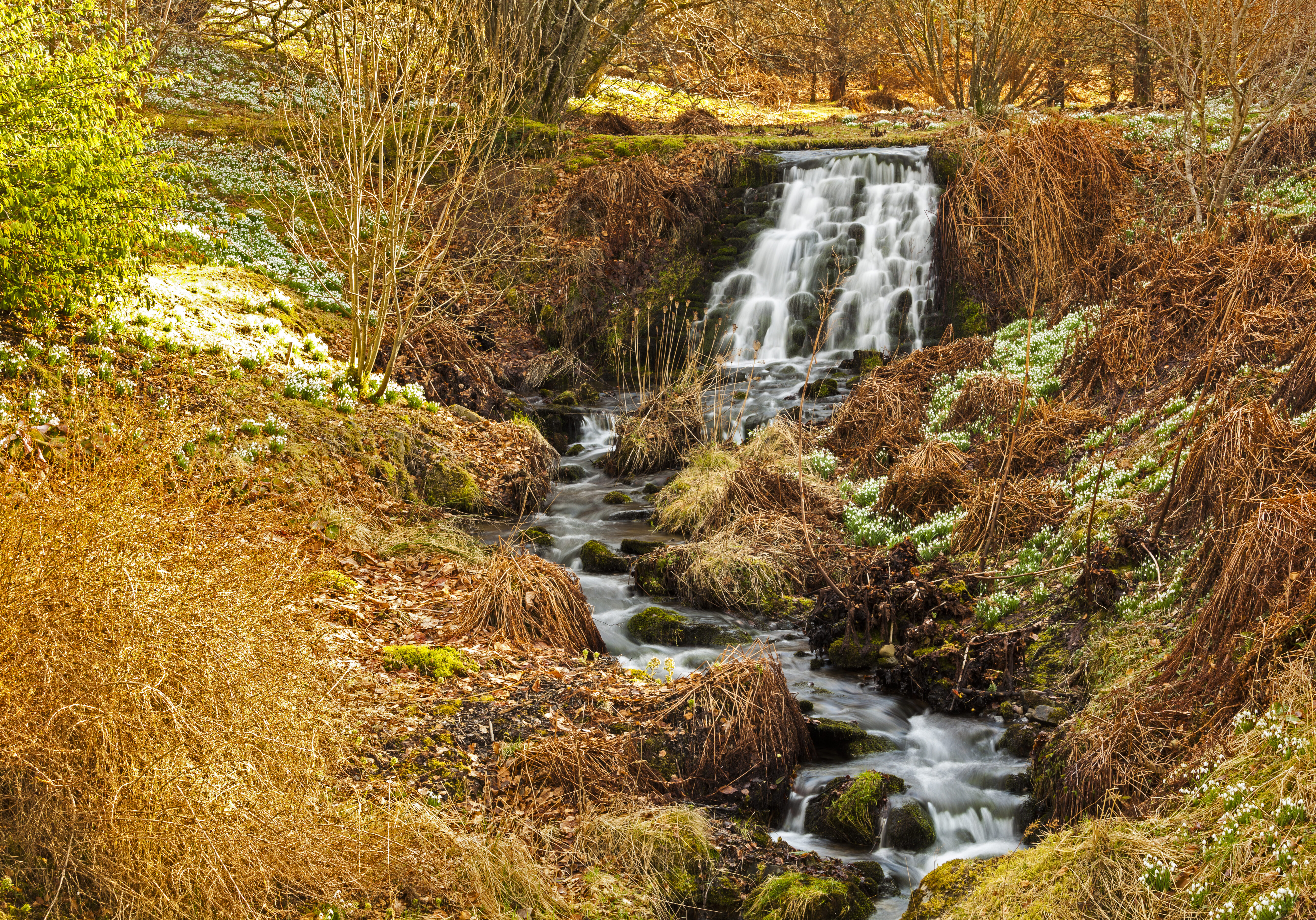 A waterfall and snowdrops at Dawyck botanic garden
