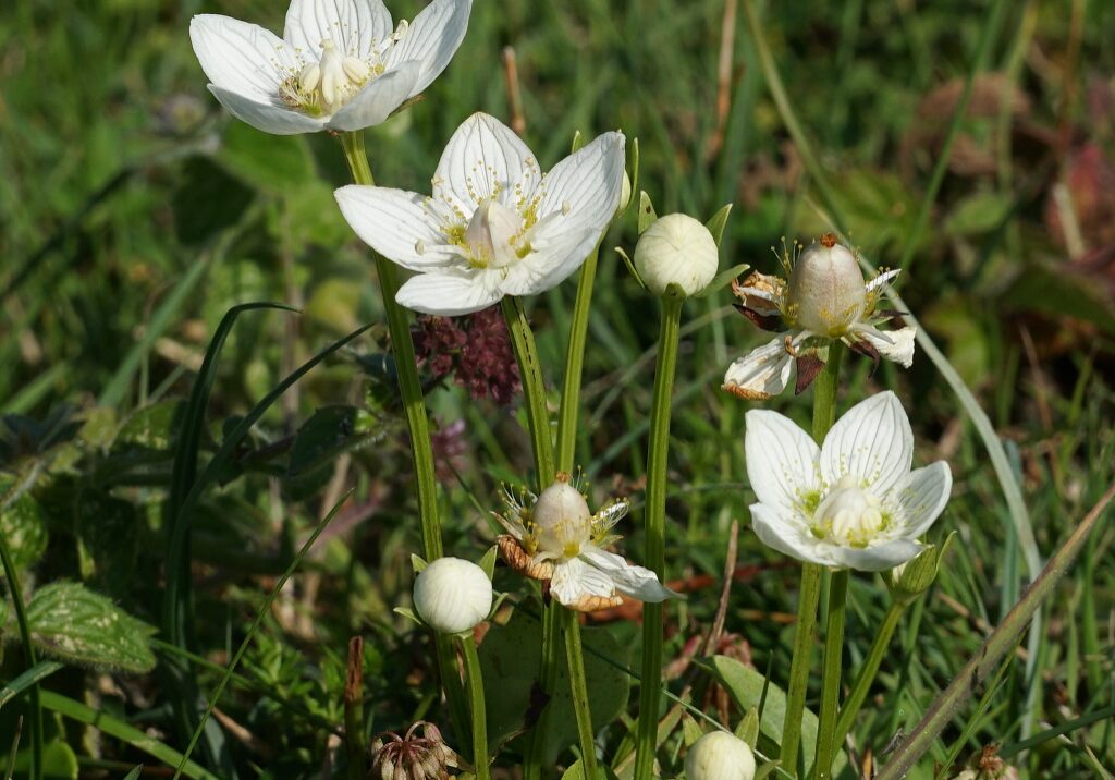 The white marsh grass of Parnassus flowers