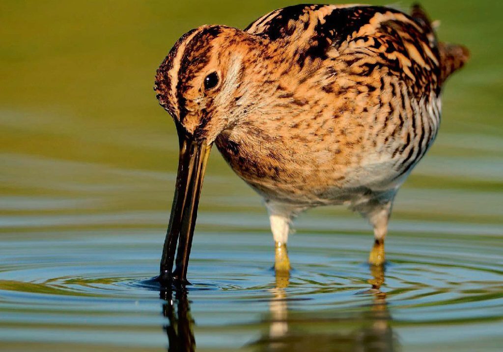 Many woodcock come from breeding grounds in Russia 
