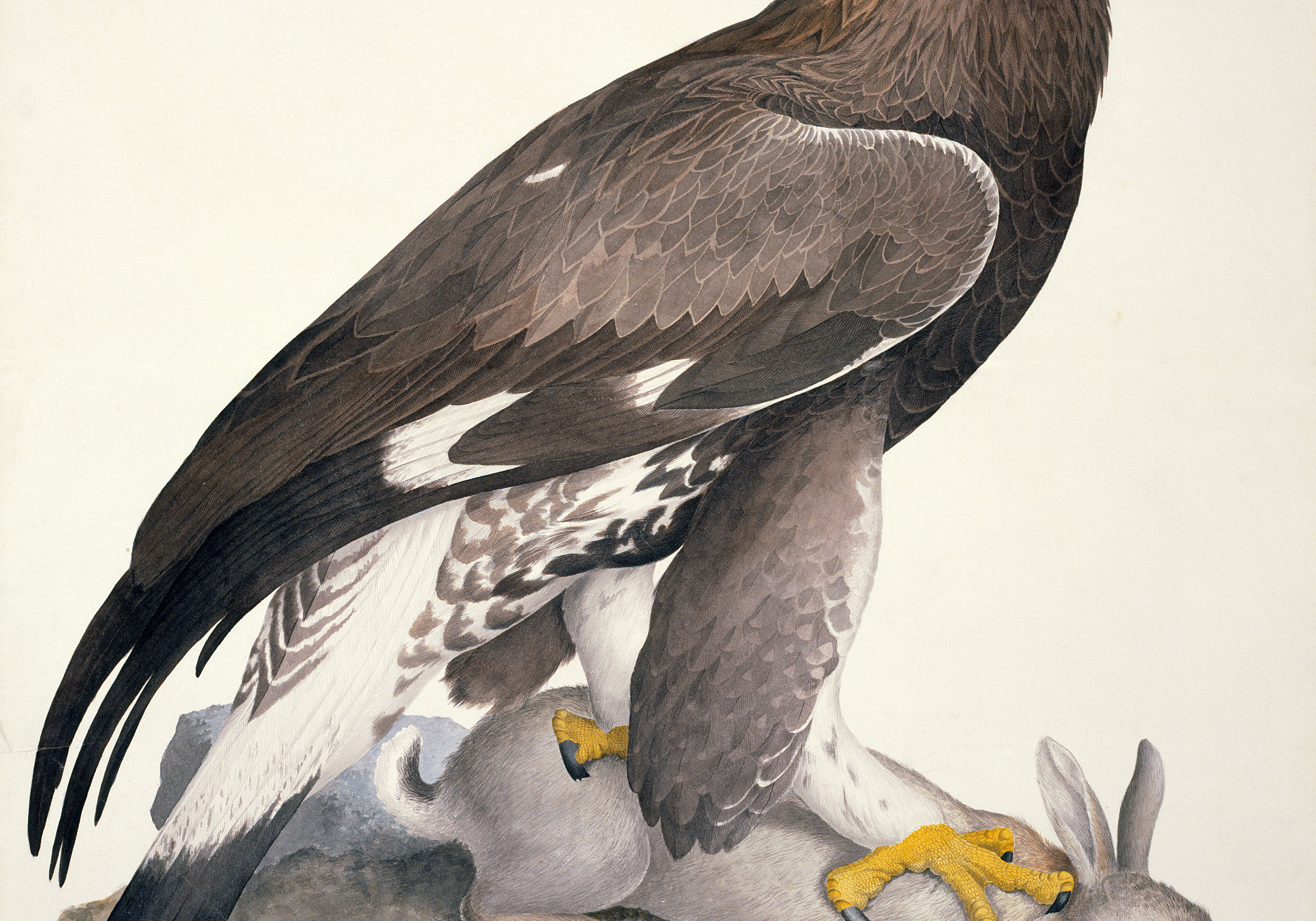 William MacGillivray’s 19th century  watercolour Golden Eagle with its prey