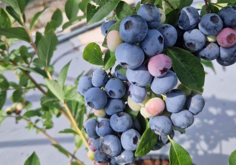 blueberry 2