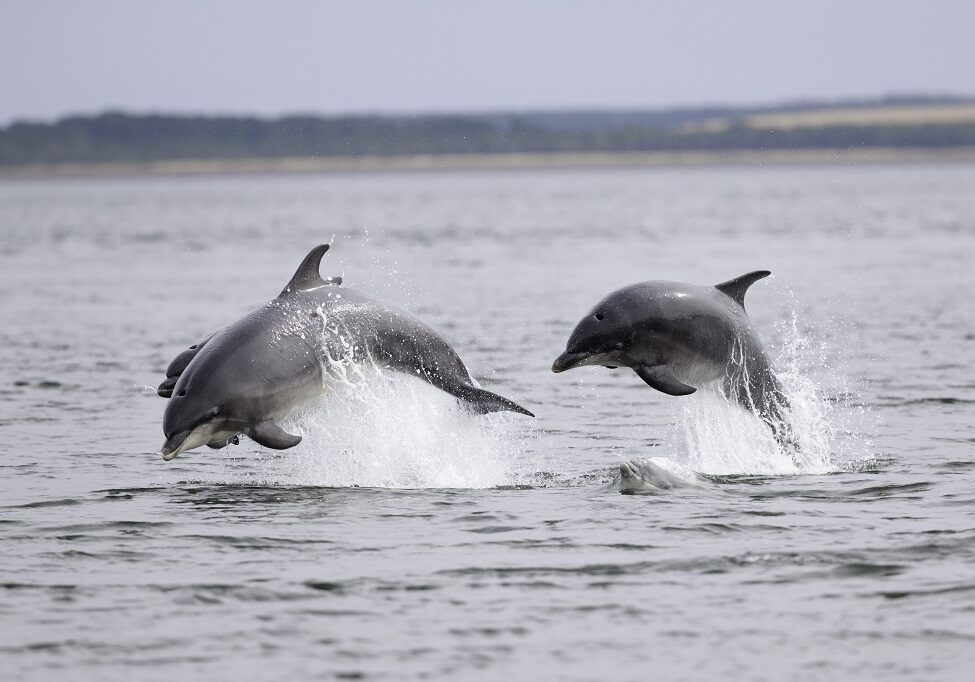 bottlenose-dolphins-off-Chanonry-Point-in-the-Moray-Firth