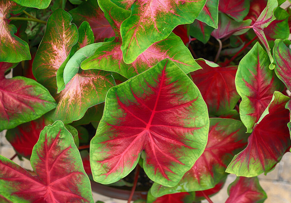 Caladium