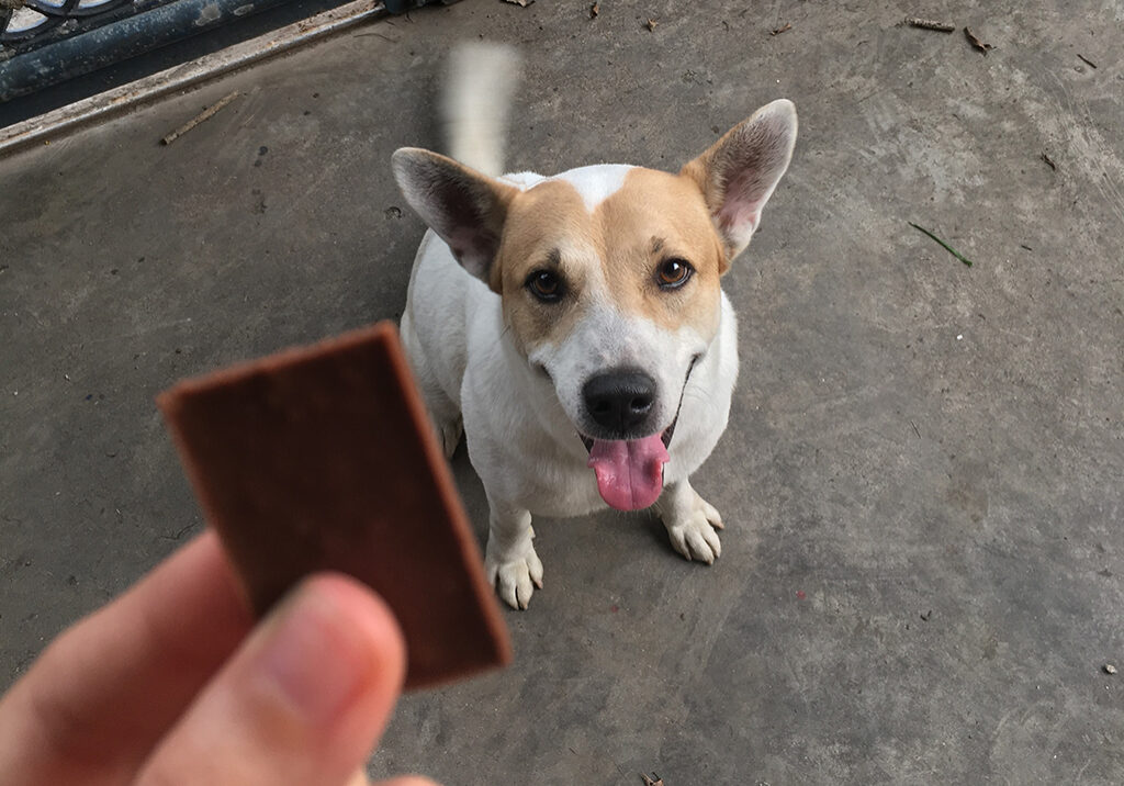 dog-chocolate