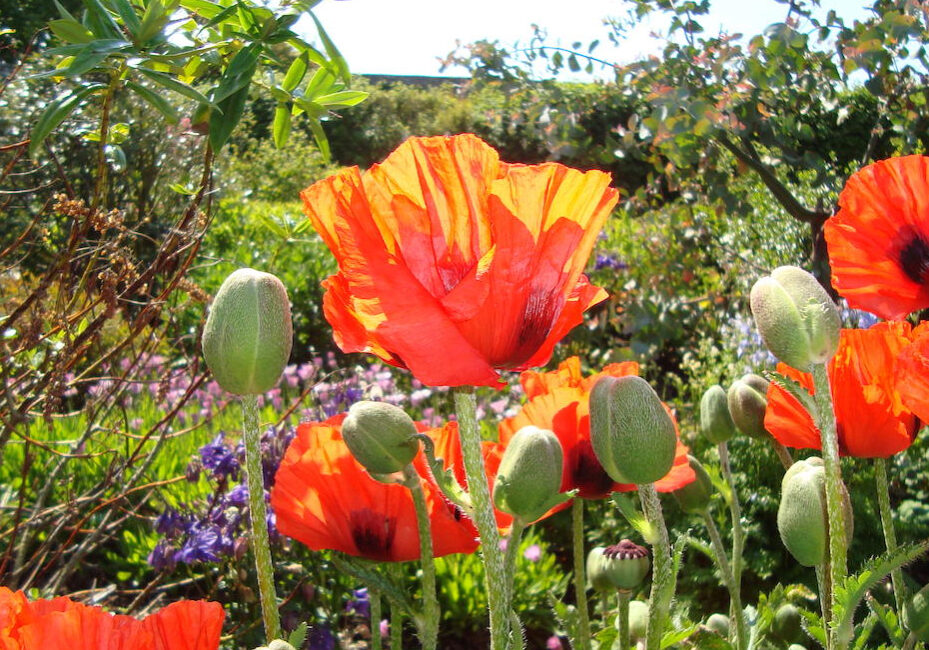 The Castle of Mey gardens.