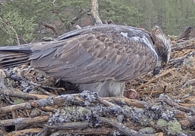 Female osprey Dorcha with her first egg. Credit: WTML