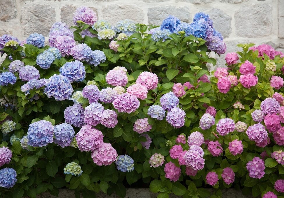 Colourful hydrangeas