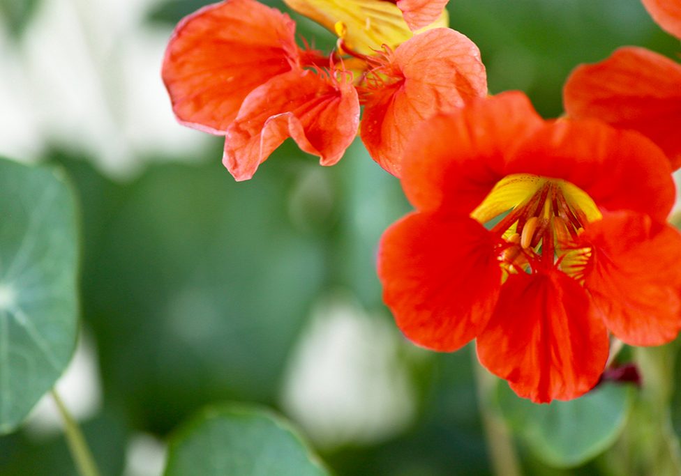 Nasturtiums