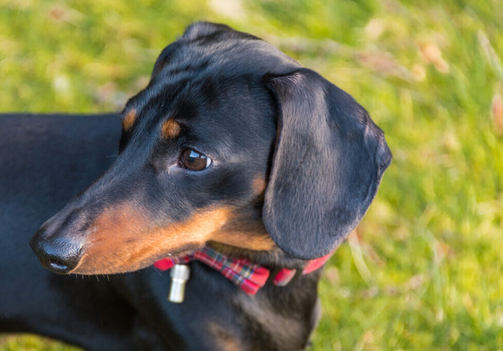 Black,And,Tan,Miniature,Dachshund,With,Tartan,Collar,And,Bow