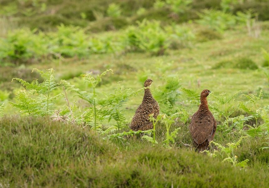 A pair of red grouse