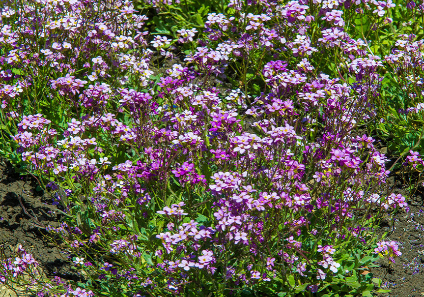 Matthiola longipetala, known as night-scented stock (Photo: Fedotova Olga/Shutterstock)