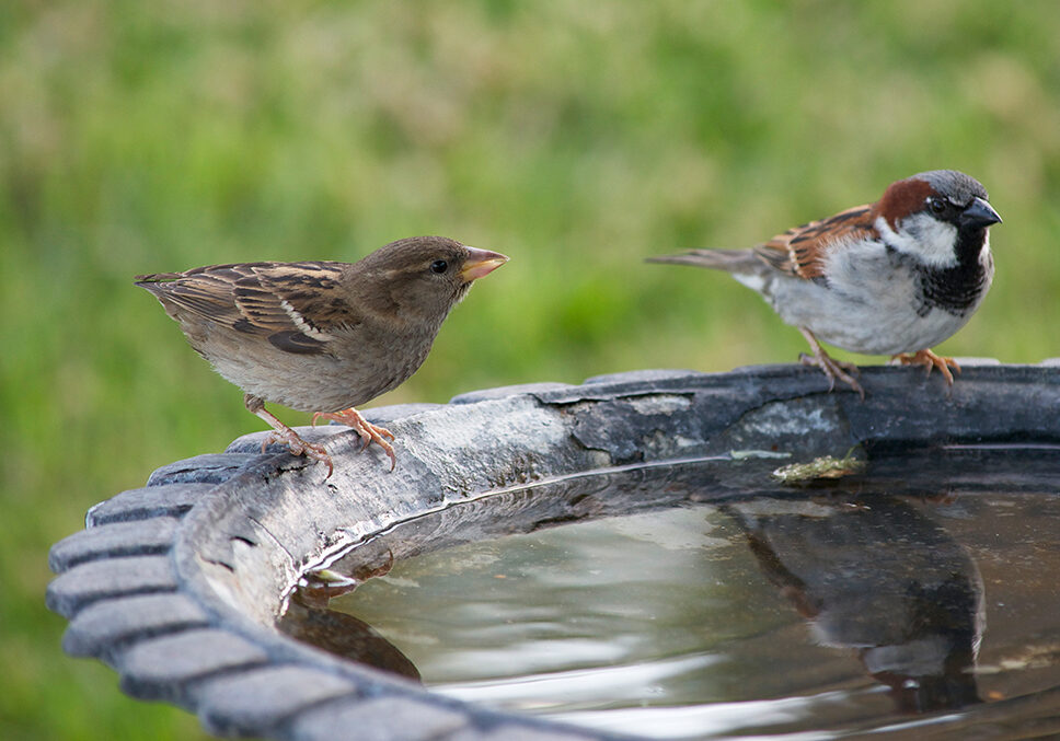birds on bird bath