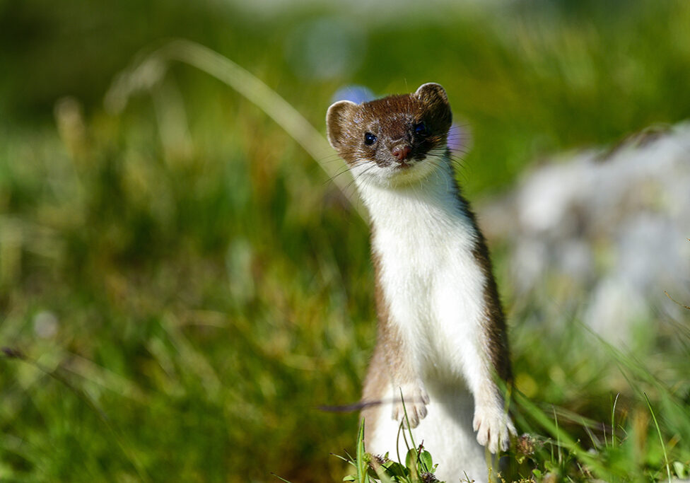 Stoats have the power to mesmerise their prey and can hypnotise young rabbits