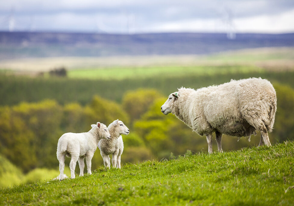 The National Sheep Association fears that UK sheep would be preyed upon by the lynx