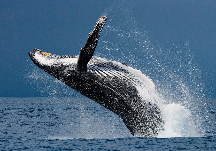 Humpback whale, which many Britons could not identify.