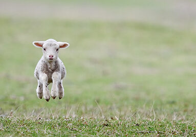 A spring lamb
