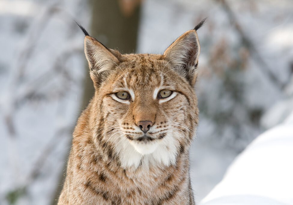 lynx