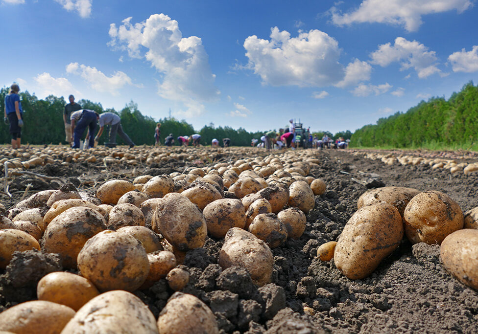 Tattie week - see number 7!