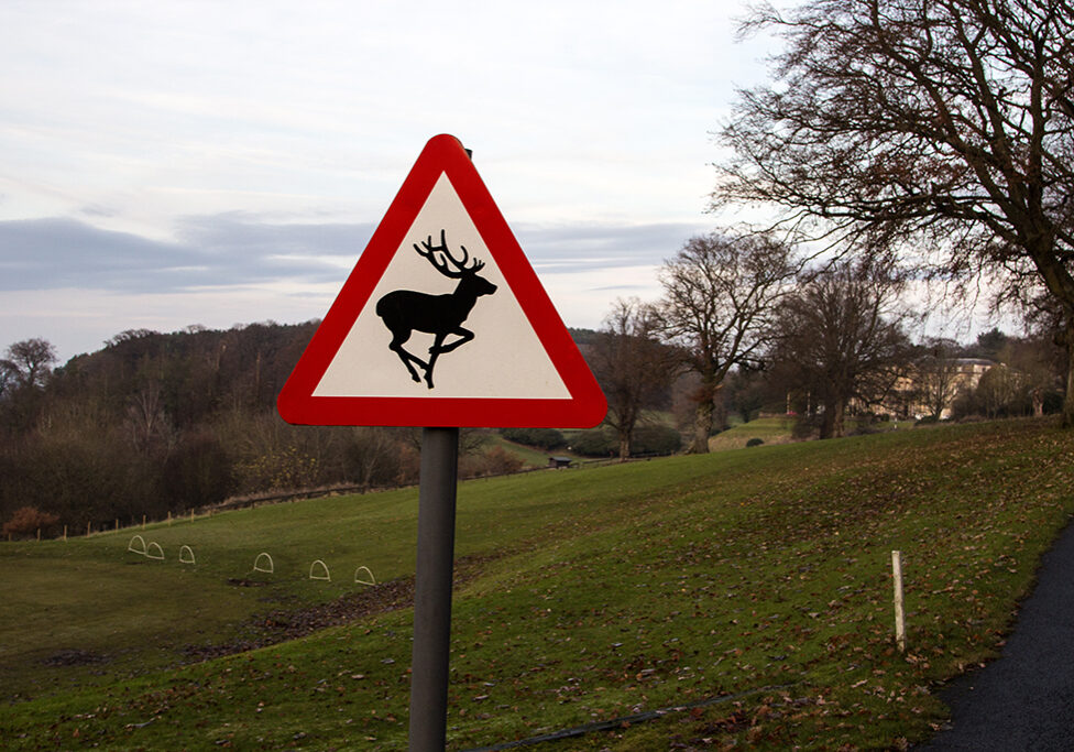 Motorists are being warned to watch out for deer on the roads