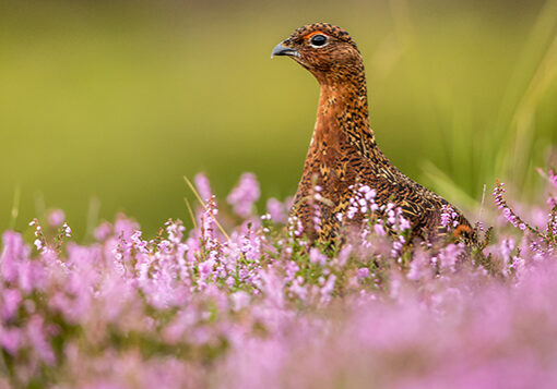 Scottish grouse