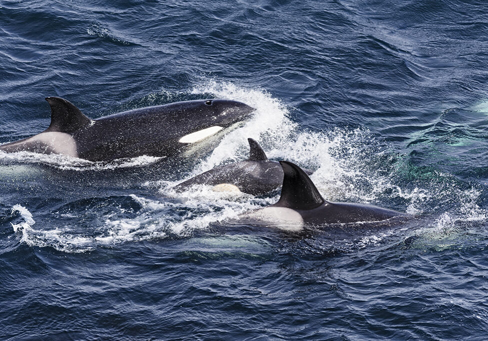 Killer whales have been spotted off the coast of Shetland