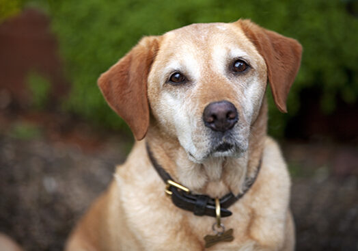 LAbrador dog