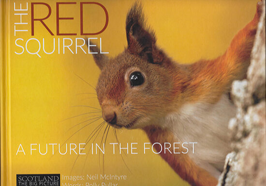The Red Squirrel by Polly Pullar